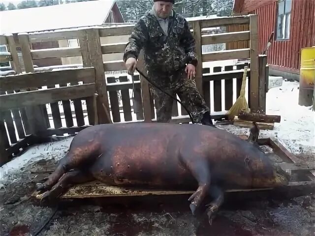 Подслушано в кадуе вологодской