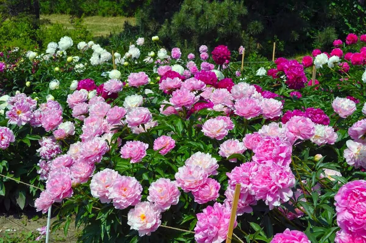 Moving Established Peonies: How Do You Transplant A Peony Plant Growing peonies,