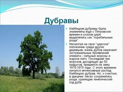 В какой природной зоне произрастает дуб
