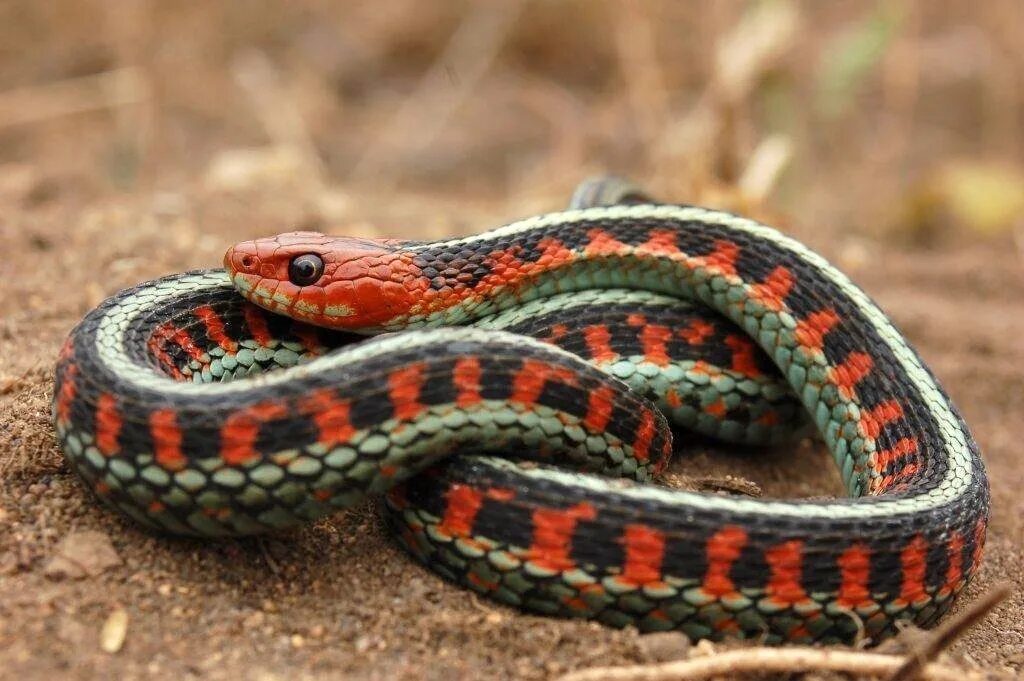 Подвязочная змея (Thamnophis sirtalis). Thamnophis sirtalis infernalis. Калифорнийский подвязочный уж. Подвязочная змея пестрая (Thamnophis Marcianus).