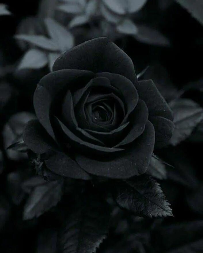 Черная роза. Эстетика чёрного цвета. Черный цвет. Мрачные цветы.