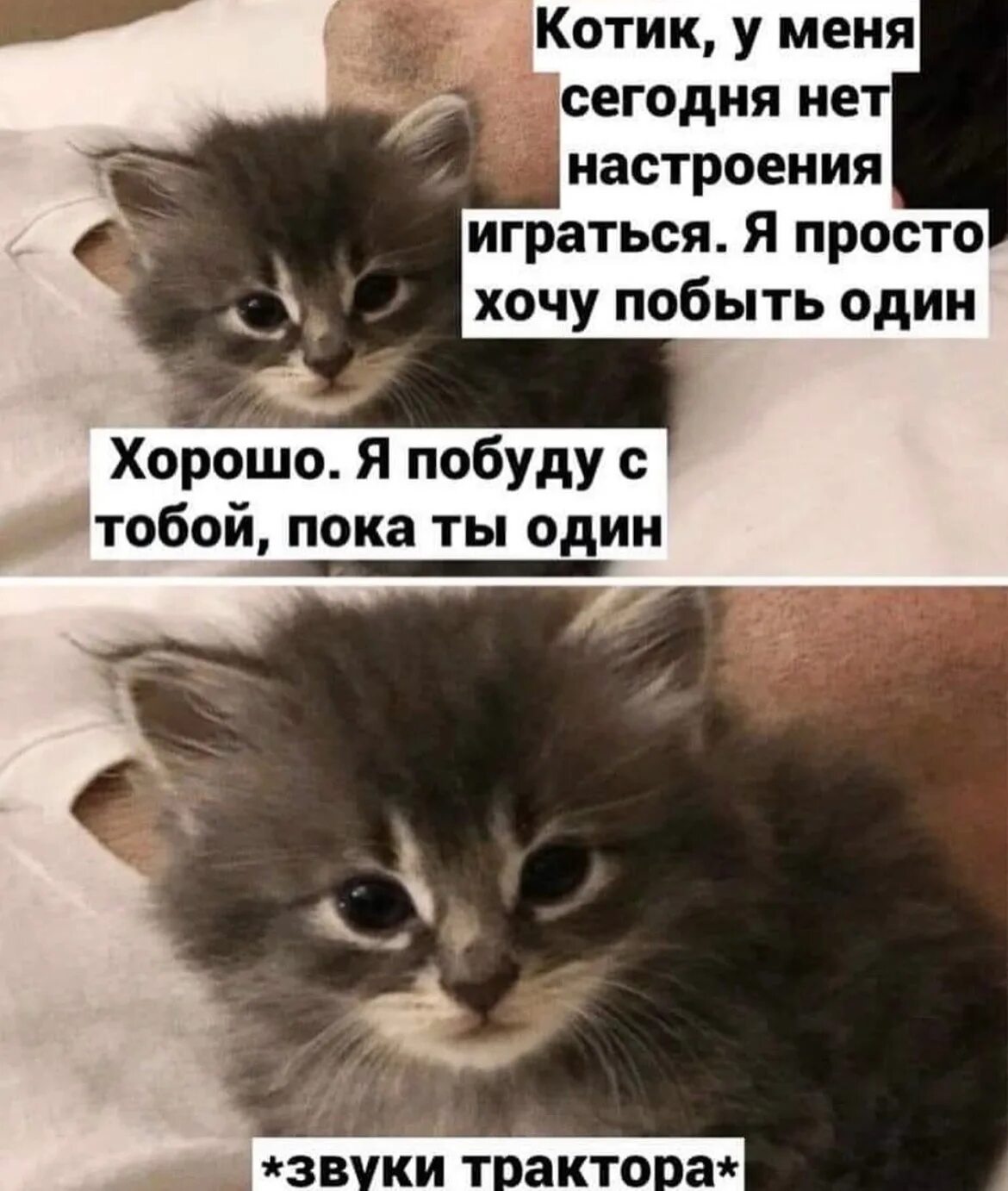 Отправь мне котика