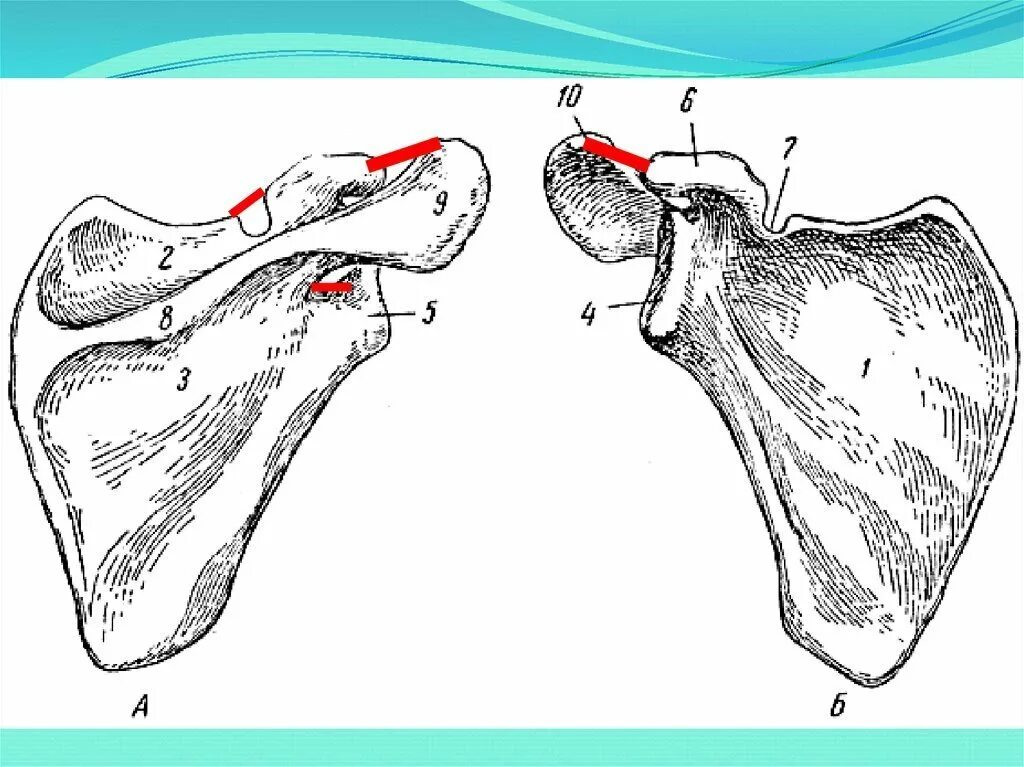 Лопатка анатомия Сапин. Лопатка scapula.