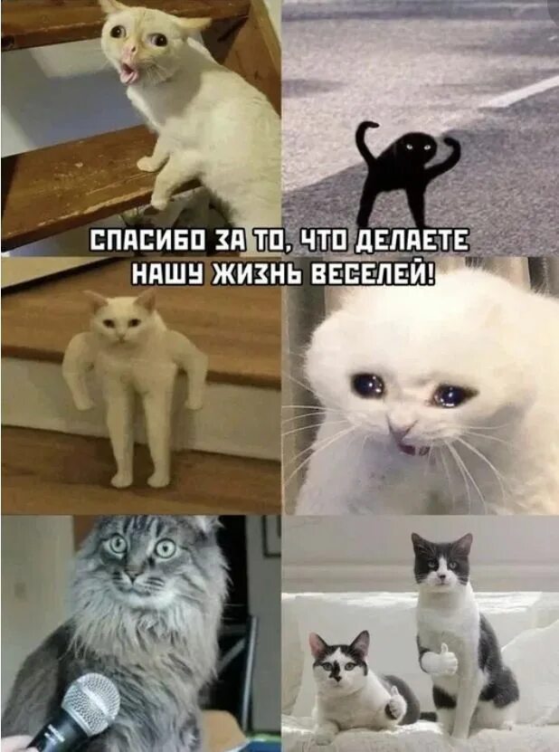 Как называется мем с котом. Мемы с кошками. кот мем. мем протк ота. популярные коты из мемов.