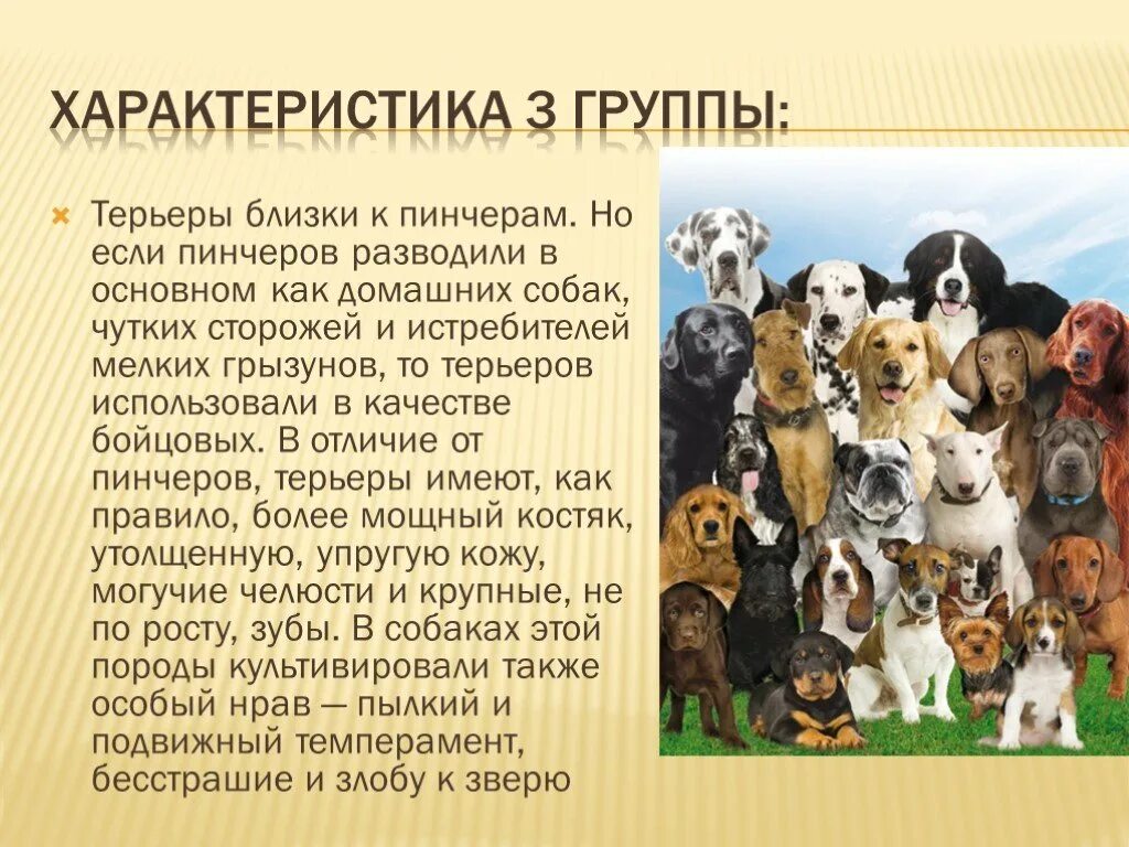 Группы про собак. Собаки группы терьеров. Группа терьеров. Терьер характер. Собаки холерики породы.