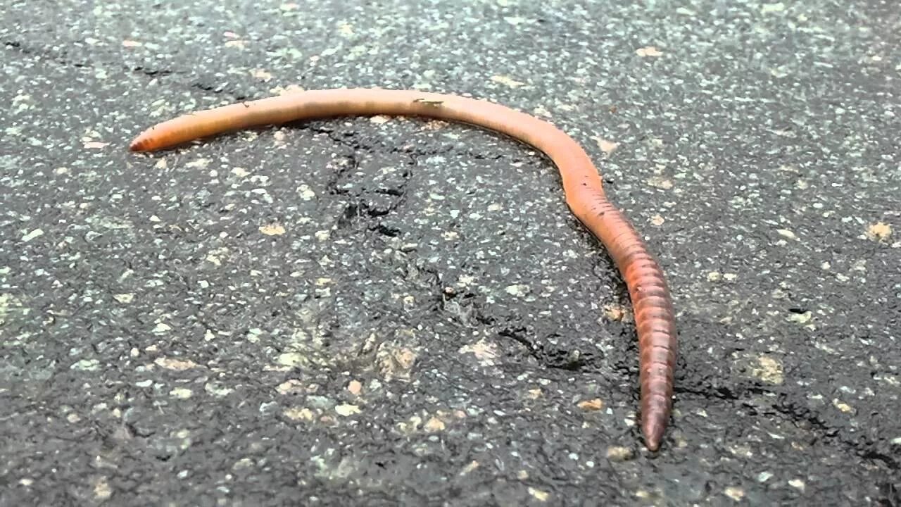 Мертвые черви. Обыкновенный дождевой червь. Белый дождевой червь – Aporrectodea rosea.