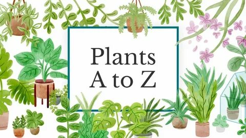 The plant list