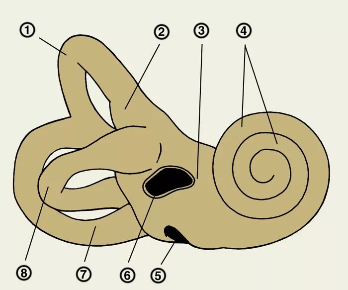 Внутреннее ухо анатомия костный Лабиринт. Улитка преддверие полукружные каналы. Строение уха костный Лабиринт. Анатомия улитки внутреннего уха. Улитка выполняет функцию