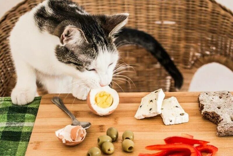 Можно давать коту сырое мясо