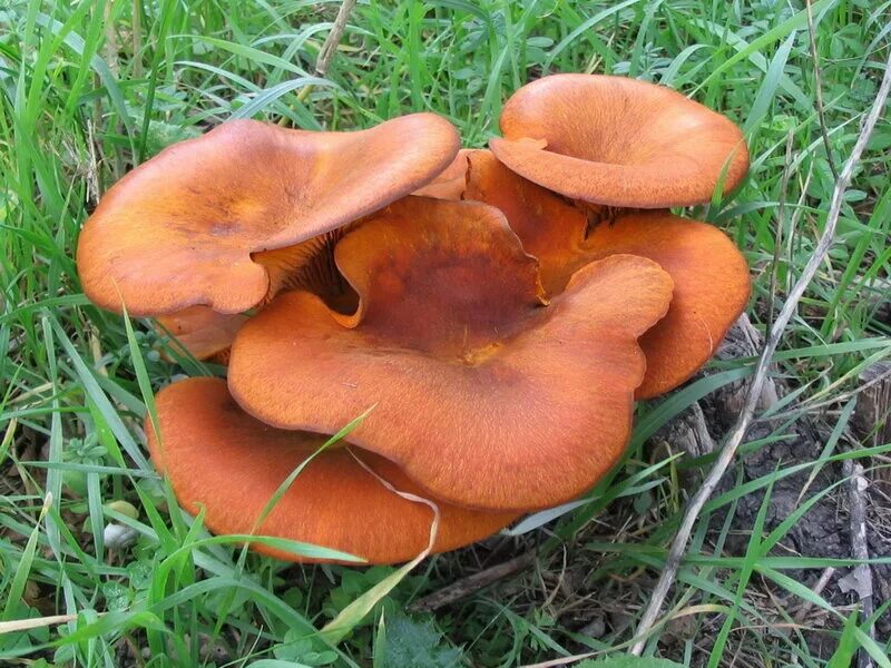 алеврия оранжевая грибы съедобные. оранжевый гриб. млечник рыжик гриб. рыжик настоящий lactarius deliciosus. рыжик боровой сосновый.