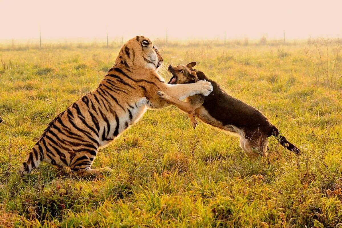 Амурский тигр против. Тайгер порода собак. Амурский тигр против Волков. Собака тигр. Волк против тигра.