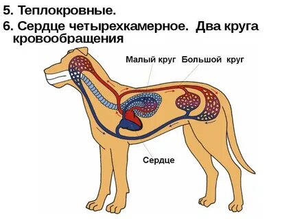 Четырехкамерное сердце теплокровность кожа с сальными железами