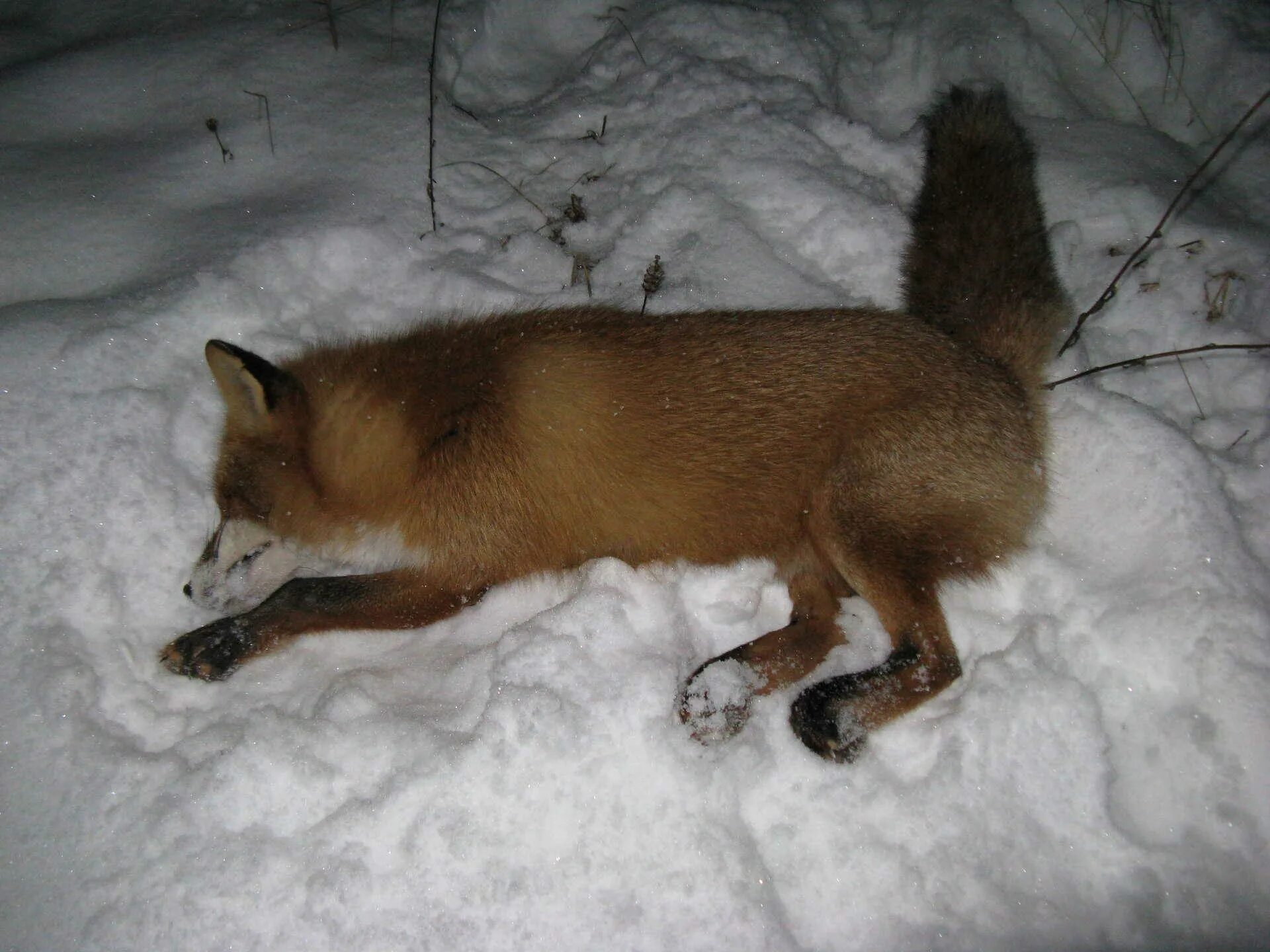 Бесплатная охота на лису. Лиса в Ивановской области. Охота лисы.