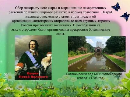 Растение петра первого