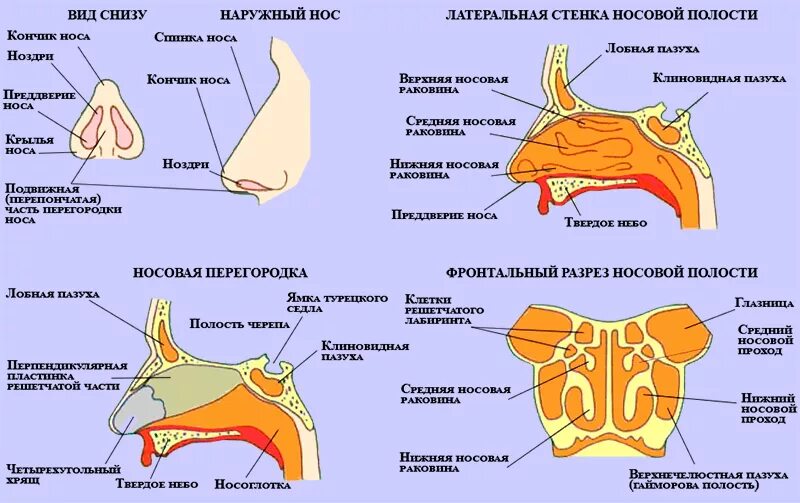 Пазуха на теле. Анатомия носовых пазух у человека. Полость носа анатомия строение. Строение верхнечелюстной пазухи и полости носа. Анатомия носа и носовых пазух.