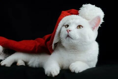 Год кота 2024