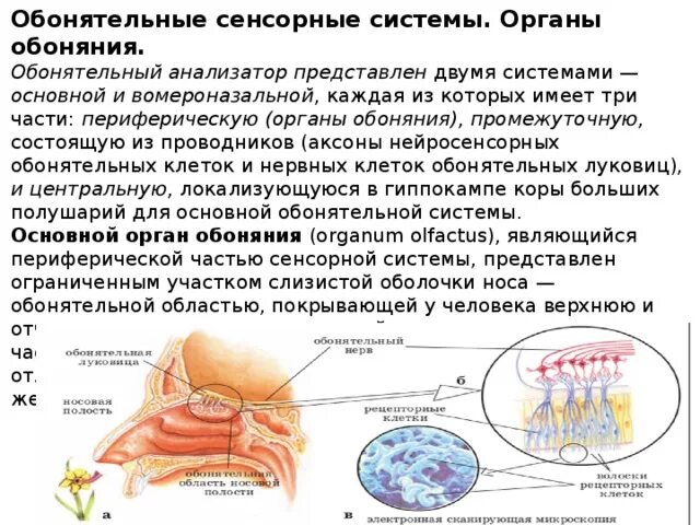 Обонятельный вкусовой орган. Обонятельный анализатор Центральный отдел анализатора. Обонятельная сенсорная система физиология. Сенсорная система обоняния. Функции обонятельного анализатора физиология.