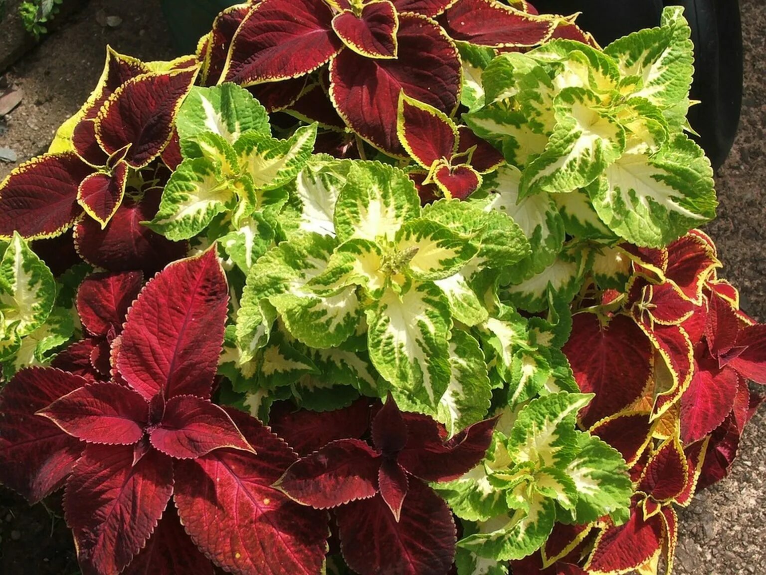 Как посадить колеус. Колеус. колеус cracklin rosie. колеус red croton. колеус церинария.