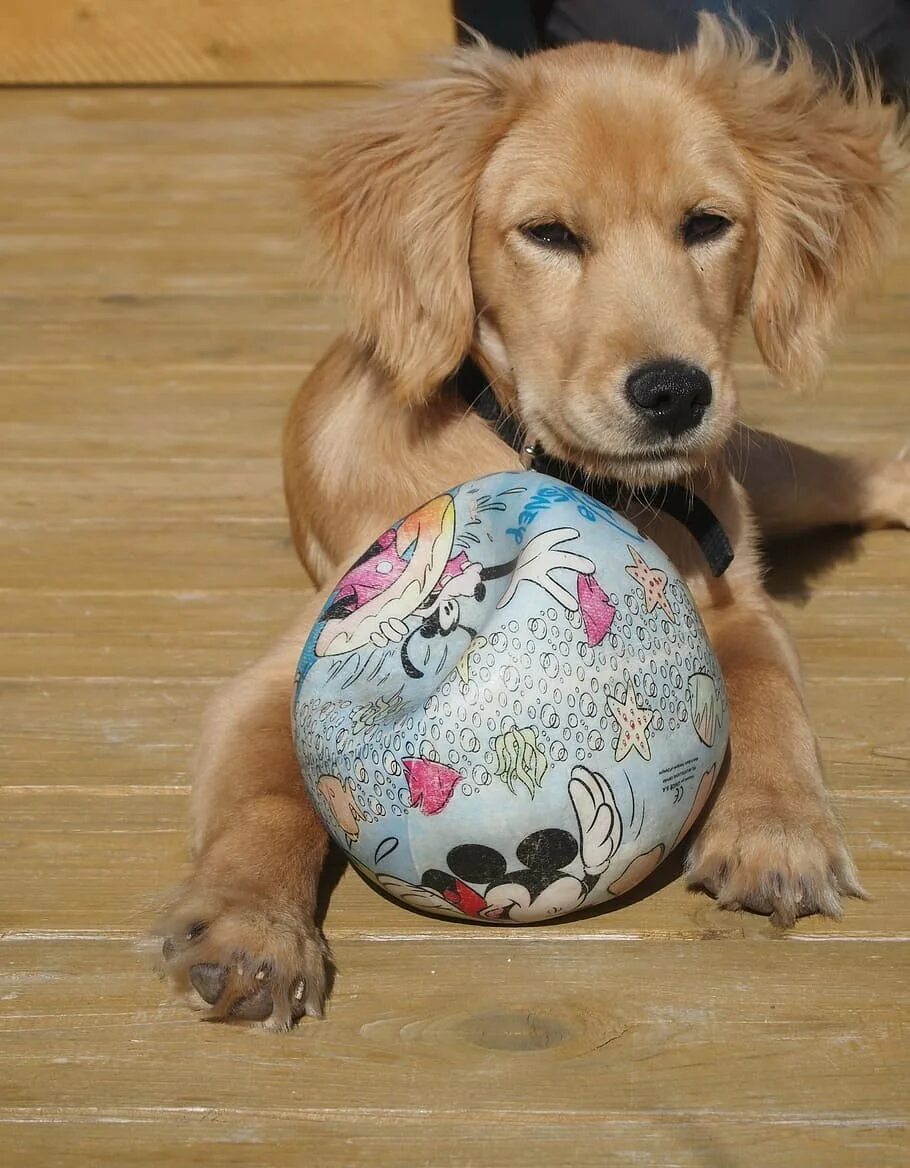 Собака в шаре. Собака с мячиком. Щенок с мячиком. Мяч для собак. Щенки играющие мячик.