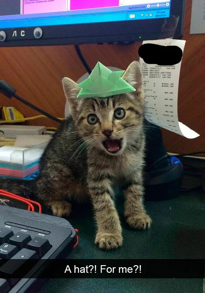 Кошка работает