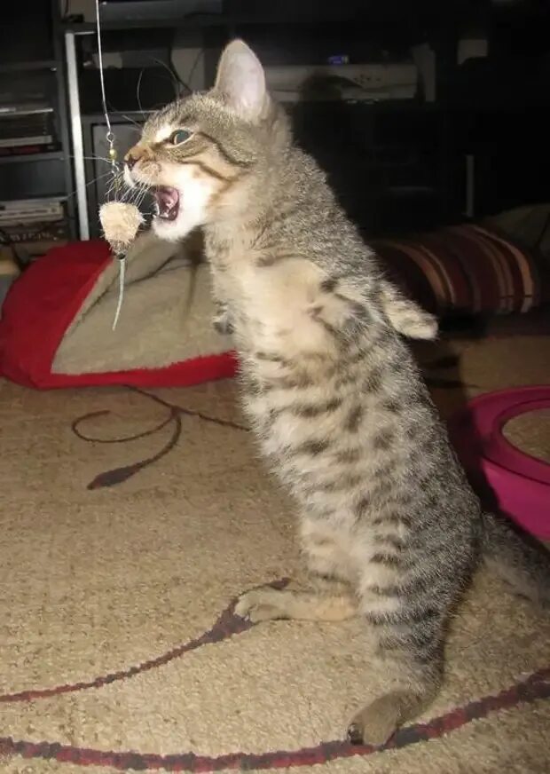 Кот ходит на задних лапах. Котенок без лапки. котики без передних лап. котенок без передней лапки. двулапый кот.