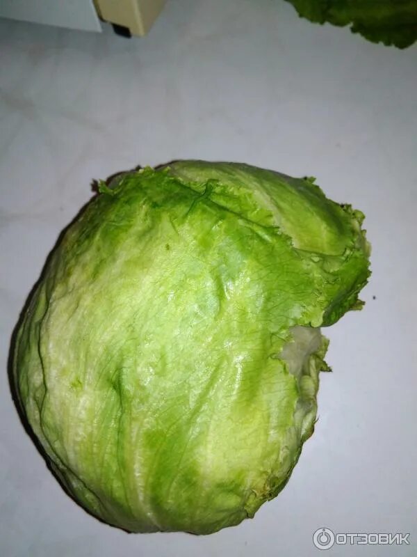 Листья салата. Можно морским свинкам салат айсберг. Салат айсберг овощ. Iceberg lettuce. Китайская капуста айсберг.