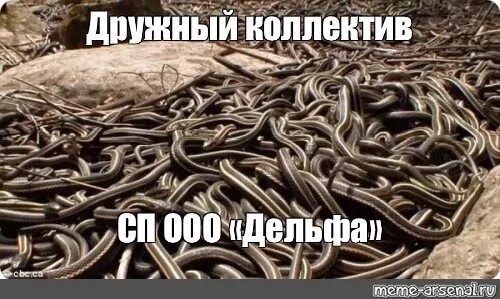 Люблю живу пишу змеиное логово часть 5. Змеиное Логово дружный женский коллектив. Дружный женский коллектив змеи. Дружный змеиный женский коллектив. Клубок змей женский коллектив.