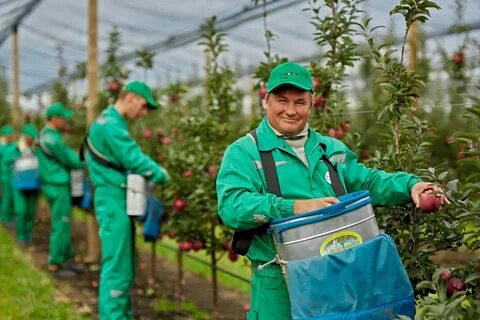 Требуется на работу в хозяйством