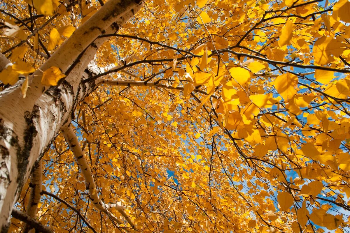 Пожелтели березки. Береза осенью. Береза осень. Лист березы желтый. Листья березы осенью.