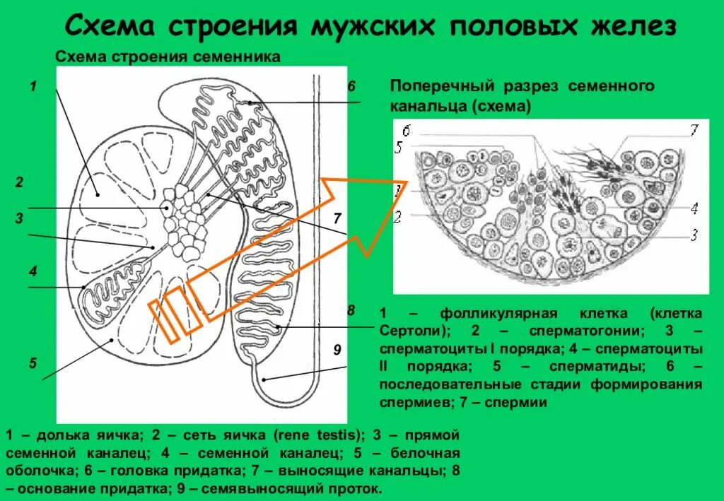 Придаточная железа у мужчин. Схема строения семенника. Мужская половая железа строение. Схема мужских половых желез. Структура половых желез.