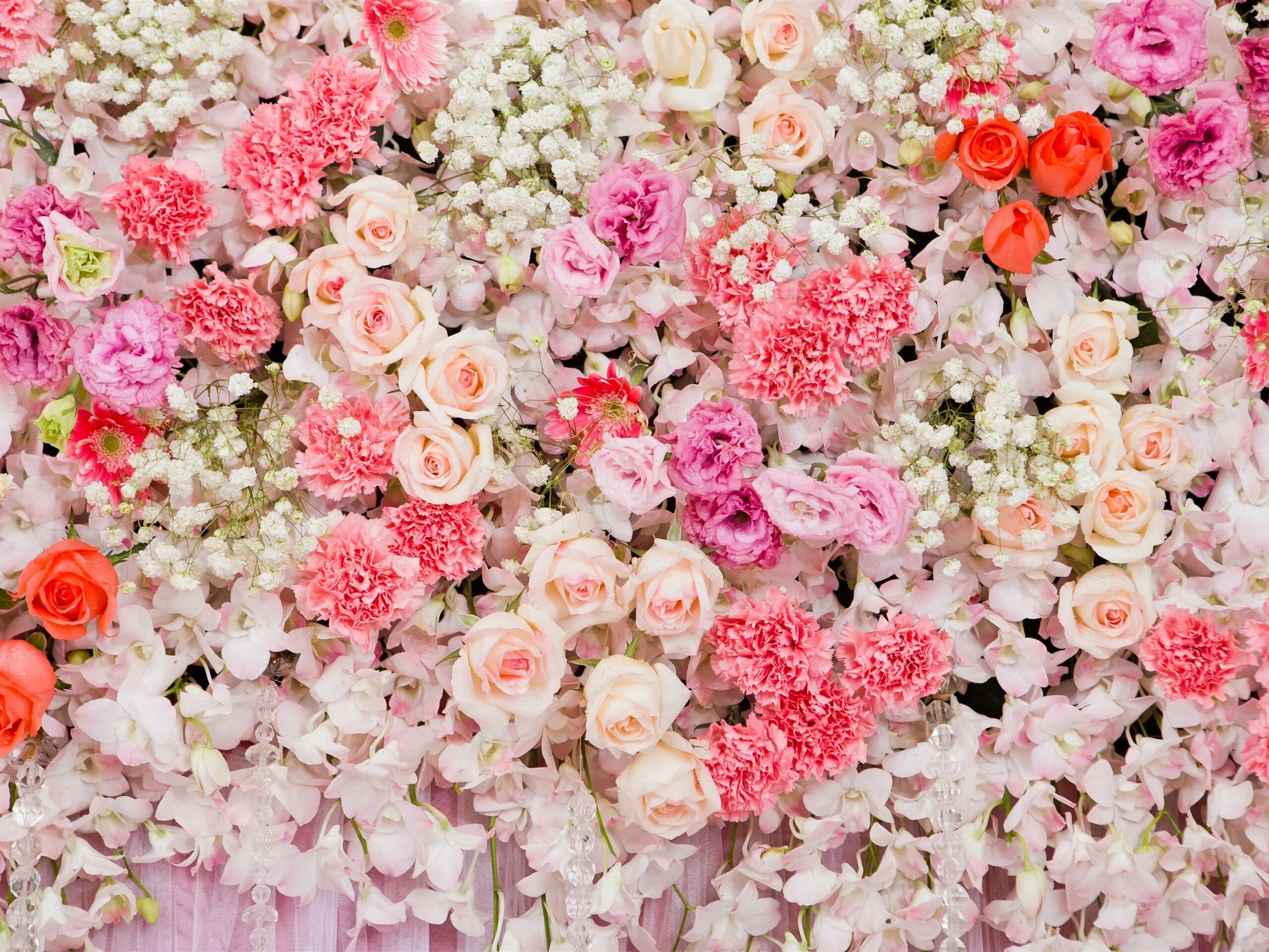 Много роз красивых. Цветочный фон. Мелкие розовые цветочки. Цветочки много. Мелкие розовые цветы.