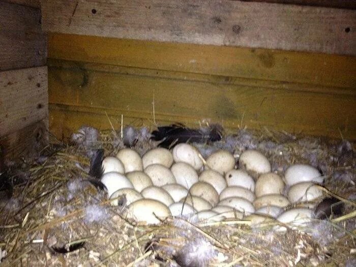 Инкубационное яйцо индоутки. Индоутка яйца. Яйцо мускусной утки. Индоутка высиживает яйца.