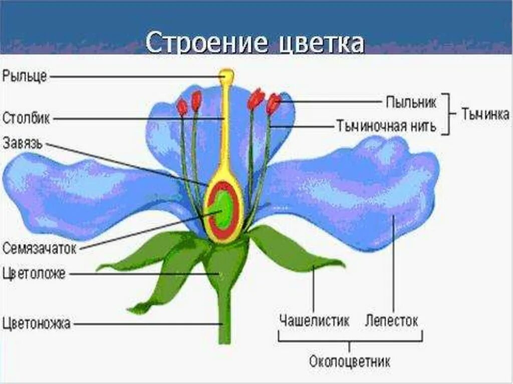 Чашелистик пыльник и завязь на рисунке цветка. Строение растения тычинка пестик. Чашелистики пестик тычинки венчик. Покрытосеменные строение цветка пестик тычинка. Венчик пестик тычинка завязь.