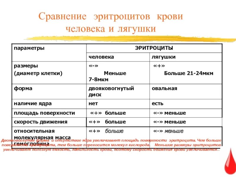 Форма эритроцитов человека. Эритроциты лягушки и человека сравнение. Сравнение эритроцитов человека и лягушки таблица. Сходства эритроцитов человека и лягушки. Сравнительная таблица крови лягушки и человека.