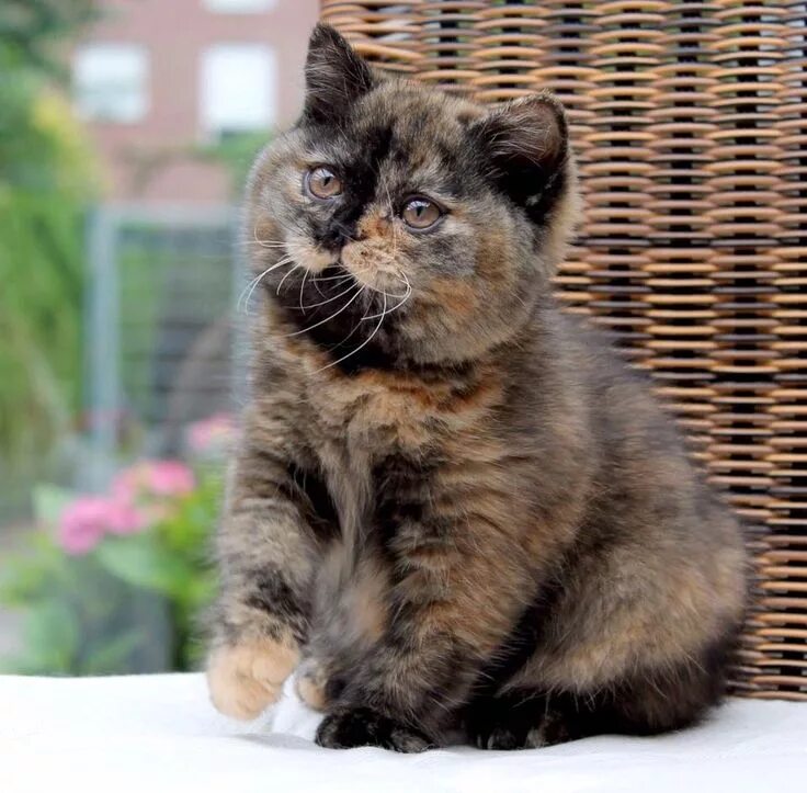Британская черепаховая кошка фото Cats Images #CatsKittens Cats, Beautiful cats, Pretty cats
