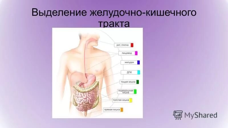 Что выделяет желудочно кишечный тракт. Схема регуляции выделения пищеварительных соков. Желудочно кишечный тракт. Железы выделяющие желудочный сок. Непищеварительные функции жкт физиология.