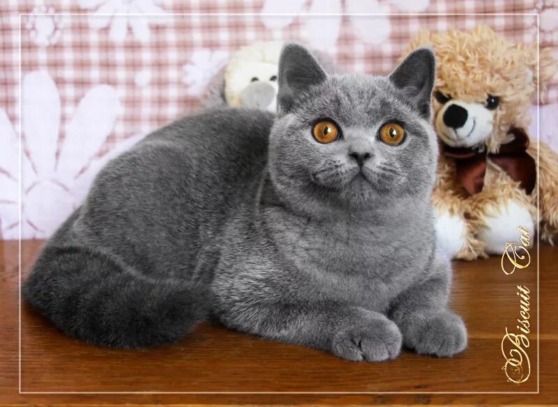 серая кошка игрушка. британский кот валяние. грушки из шерсти бринатца. кот британец игрушка. британцы плюшевые игрушки.