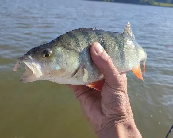 белоглазка лещ густера. первый лед на рузском водохранилище. остров высоцкий выборгский район. судак рыба. рыцев александр борисович.