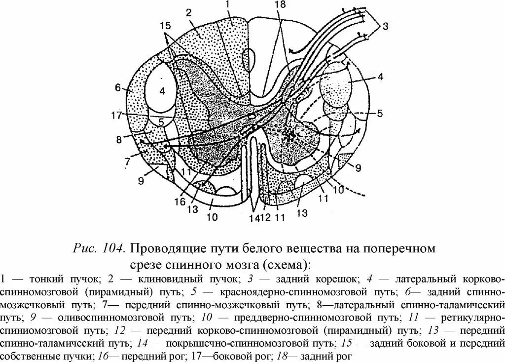Схема поперечного среза. Схема проводящих путей спинного мозга. поперечный срез спинного мозга проводящие пути. поперечный срез спинного мозга. схема проводящих путей. срез спинного мозга проводящие пути.