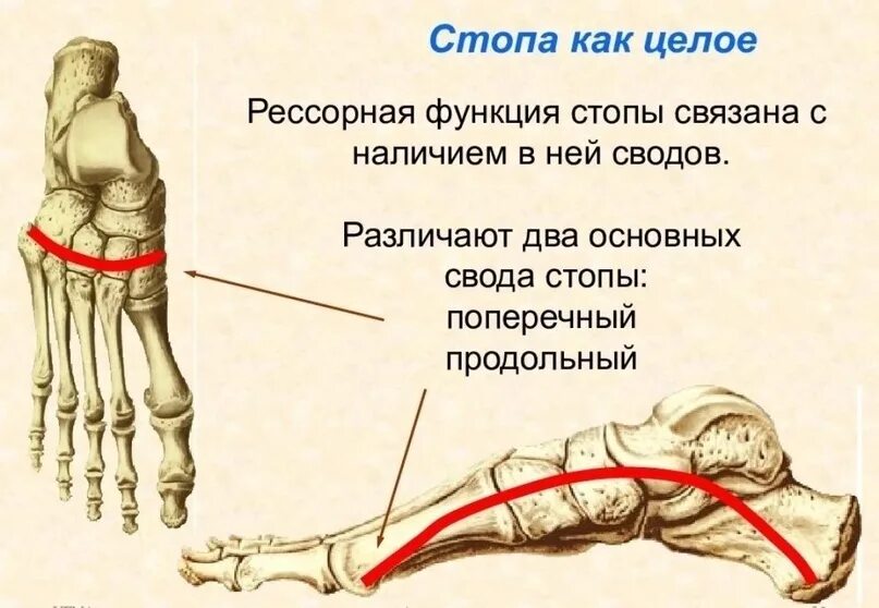 Направил свои стопы