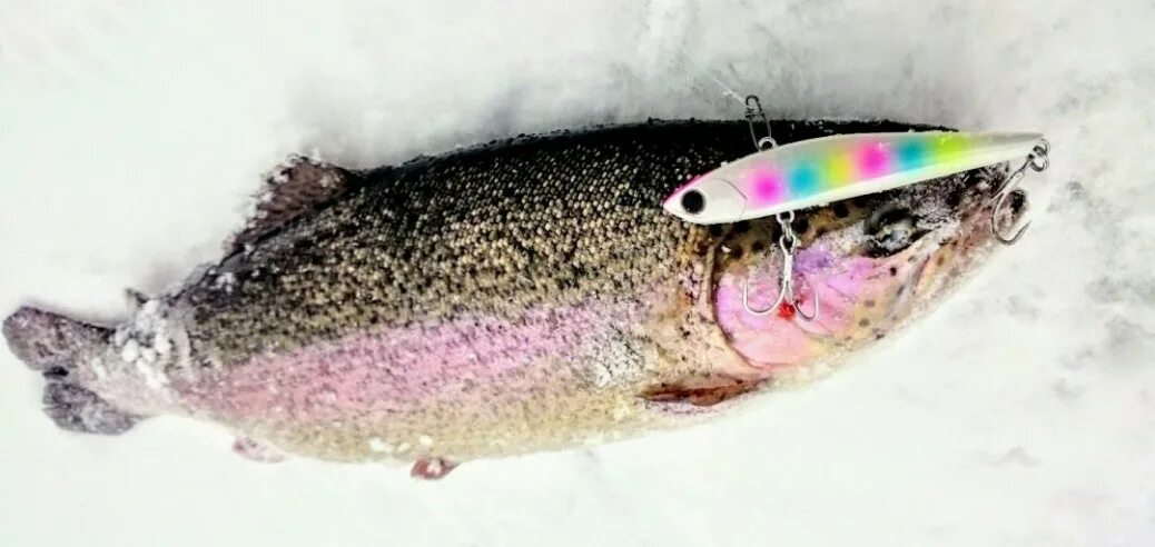 лакс форель. кумжа рыба. вихров форель. вихров форель. рыба микижа камчатская.