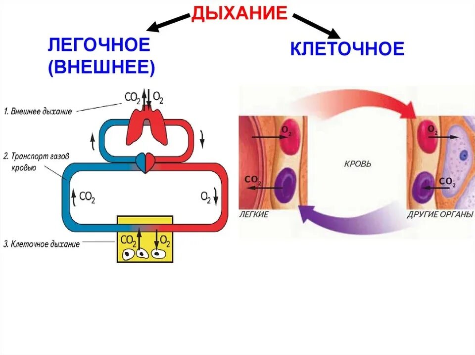 Изменения дыхания клеток. Клеточное дыхание схема ЕГЭ. Внешнее и клеточное дыхание. Внешнее дыхание и тканевое дыхание. Тканевое и клеточное дыхание.