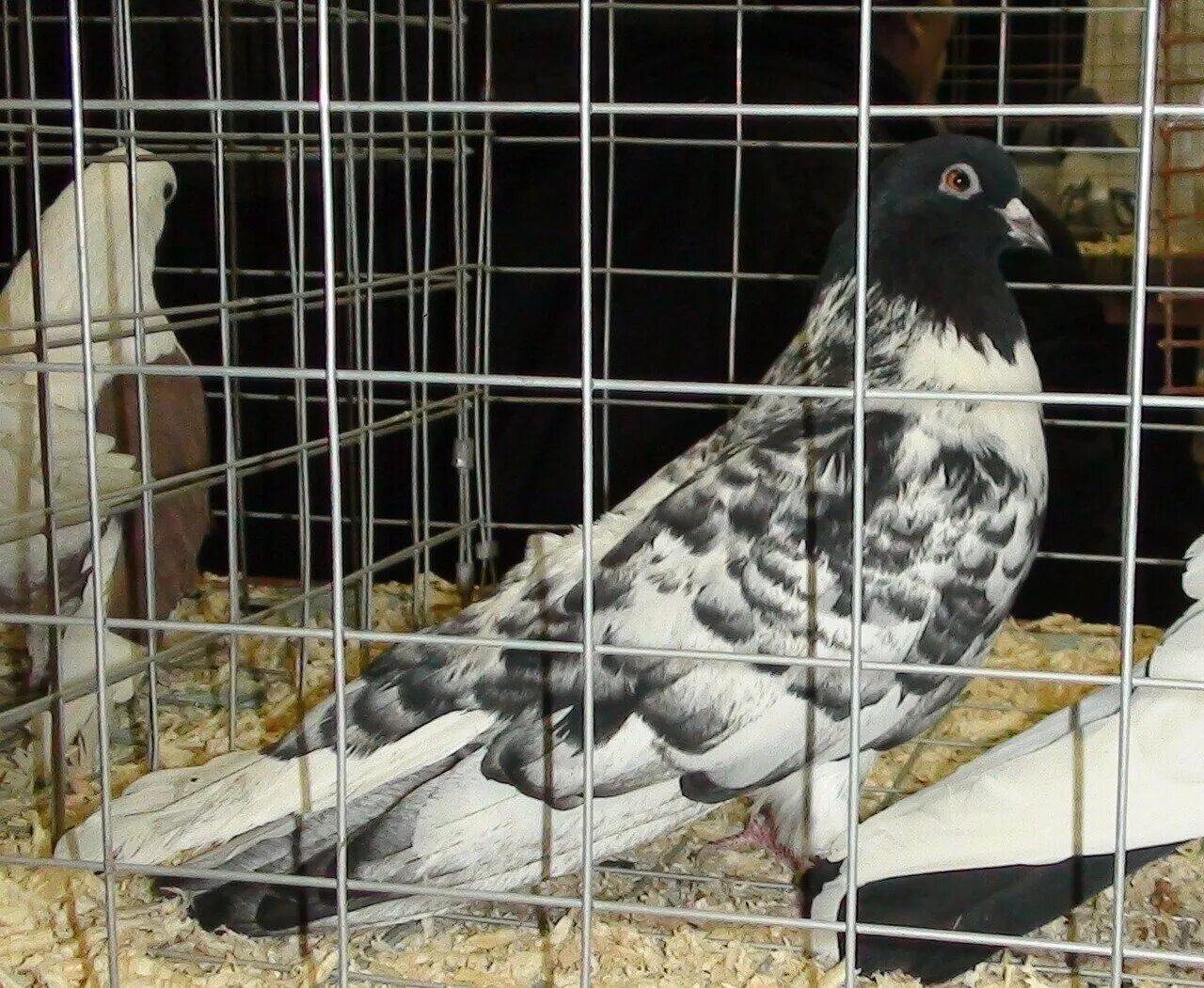 Выставка голубей в александрове в 2023. Голубеводы г каменка пензенская область. Ташкентские голуби двухчубые. Александров. Рязань выставка голубей 2022 апрель.