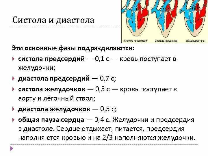 Систола при физических нагрузках. Фаза сердечного цикла систола желудочков. сердечный цикл.фазы систолы диастолы желудочков. систола предсердий систола желудочков и диастола. продолжительность диастолы предсердий составляет.