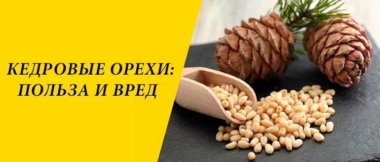 Полезные орехи. Кедровые орехи польза и вред для мужчин. Кедровые орехи польза и вред для мужчин. Кедровые орехи польза. Кедровые орехи польза и вред.