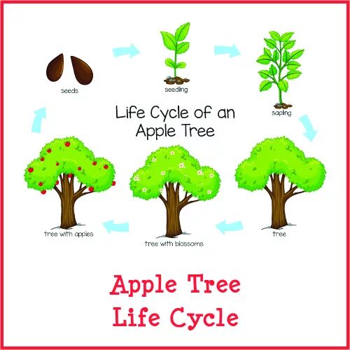 Tree translate. Life cycle of an apple tree. the life of an apple tree. life cycle of an apple tree worksheet. множественное apple tree.
