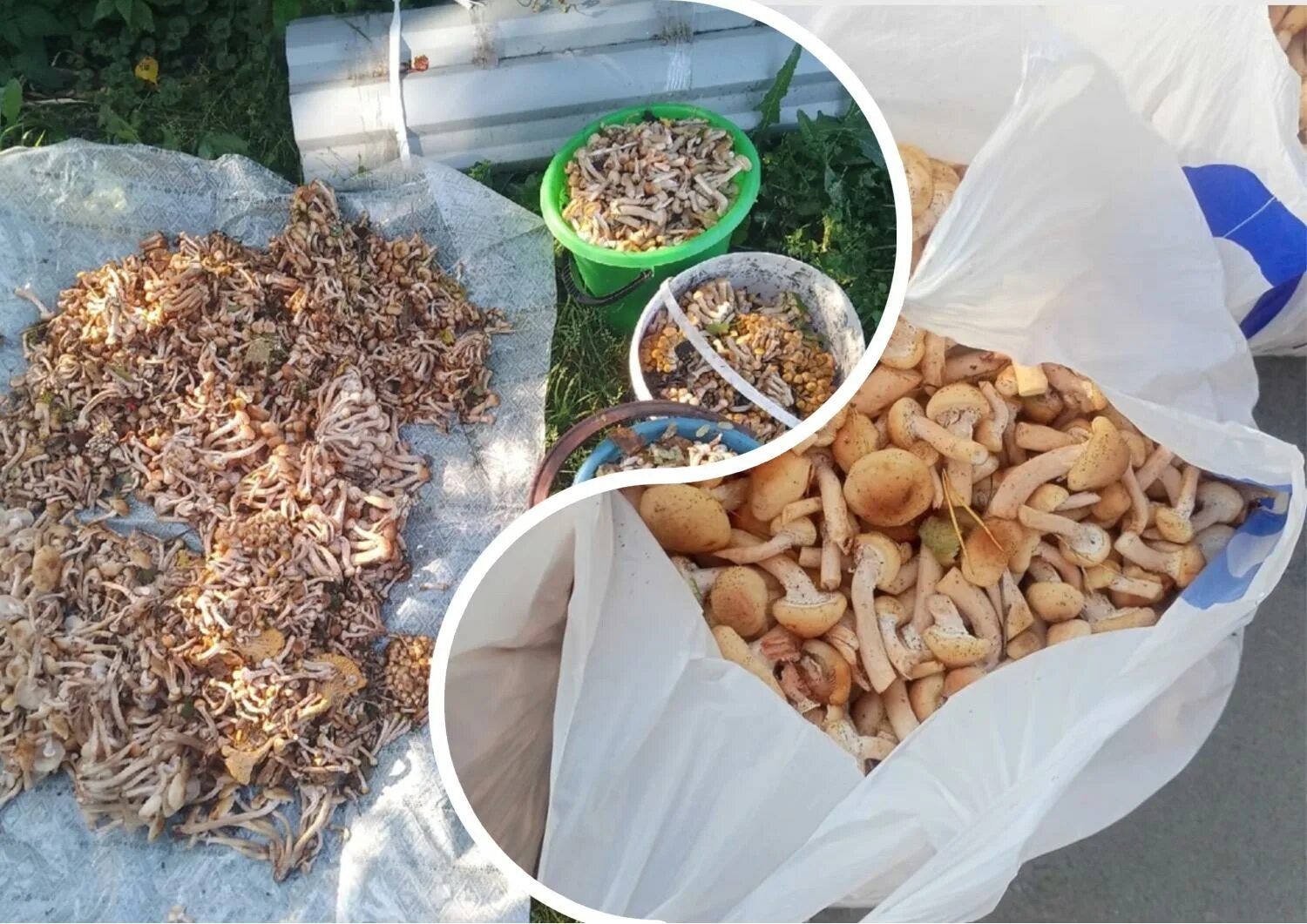 Сайт грибников 2024. Грибники подмосковья. Грибы в тюмени. Сайт грибников 2024. Грибы подосиновики и подберезовики.