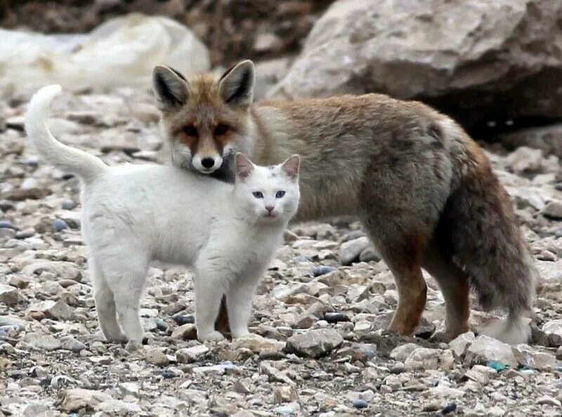 Где животные убивают друг друга. Кот и лиса. Кот в лесу. Лиса. Лиса и кошка.