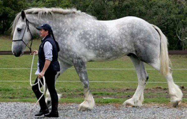 Большой конь 1846 года. Шайр Сампсон. Шайр серый в яблоко. Лошадь Шайр самая большая Сампсон. Першероны лошади.