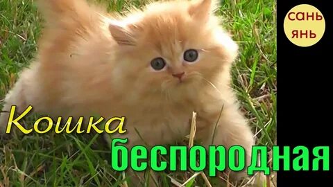 Песни кошек слушать